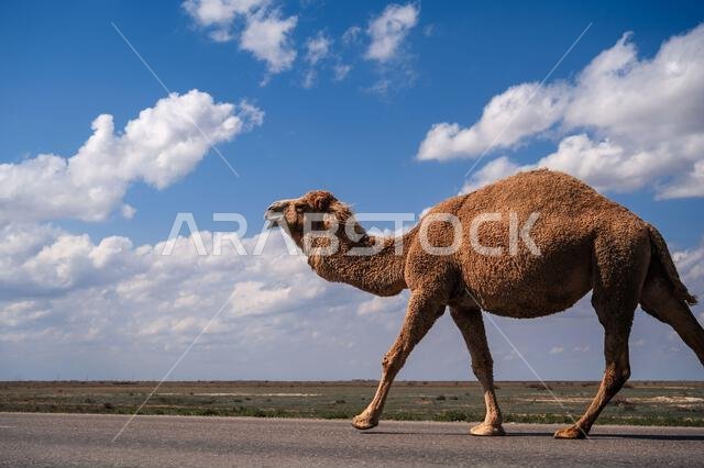 جمل وحيد في كثيب رملي صحراوي تحت سماء زرقاء
