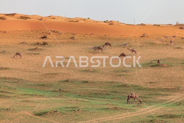 Herd of camels grazing in a rural desert landscape, Saudi Arabia
