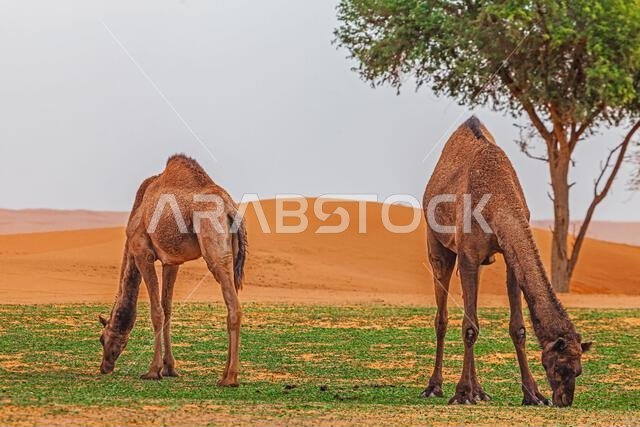 Two camels standing in a desert landscape grazing, Saudi Arabia