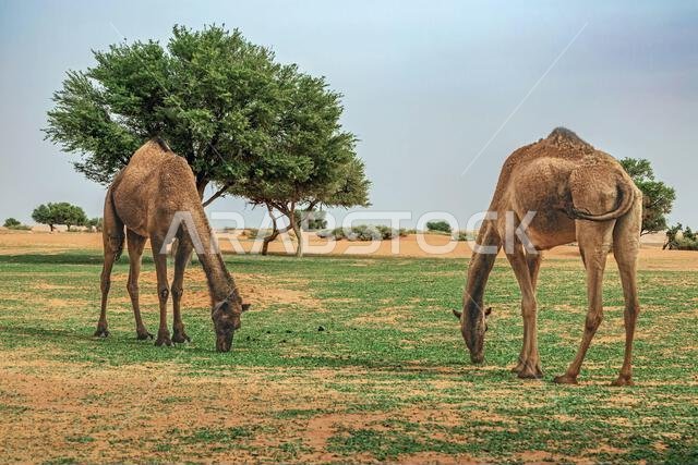 جملان يقفان في منظر صحراوي يربيان، المملكة العربية السعودية