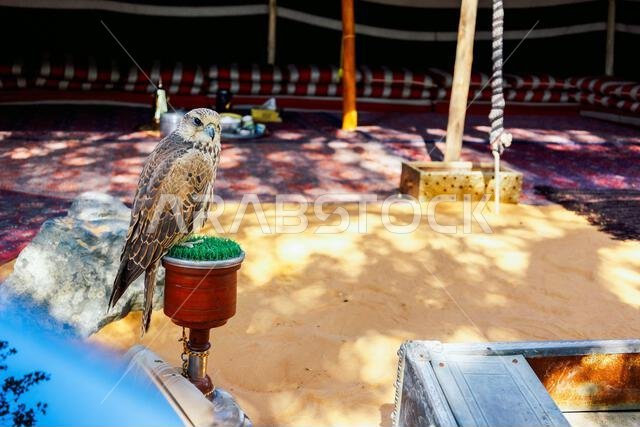 Arabian falcon bird sits on perch in courtyard of residential building, Dubai, UAE. High quality photo