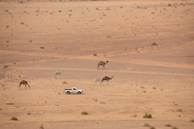 إبل تتجول في الصحراء بجانب سيارة بيك أب لقطة من الأعلى