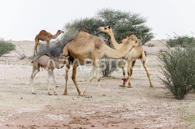 جمال ترعى في صحراء قطر