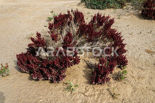 شجيرة صحراوية تُعرف باسم خريز أو خريزة، وتوجد في قطر