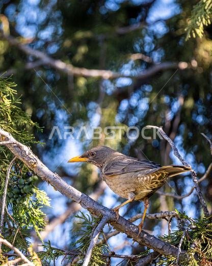 طائر السمنة اليمني، Turdus menachensis