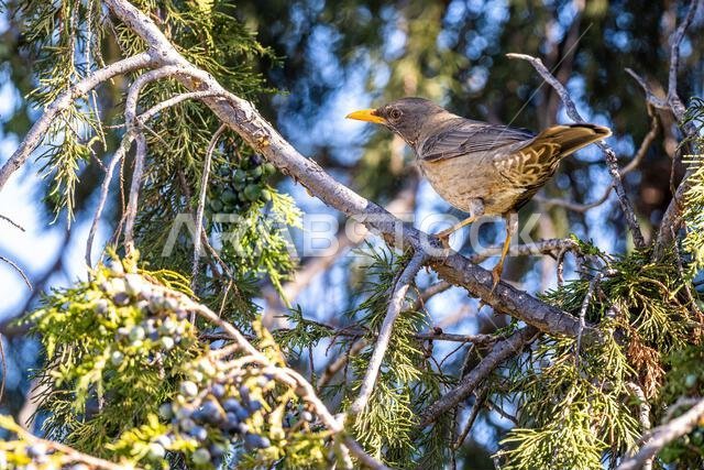 طائر السمنة اليمني، Turdus menachensis