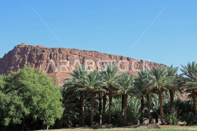 Date palms at AlUla Oasis in Saudi Arabia