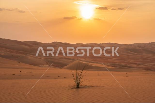 بانوراما لكثبان رملية برتقالية وحمراء اللون في الصحراء العربية، مع نبات صحراوي في المقدمة. غروب شمس أصفر.