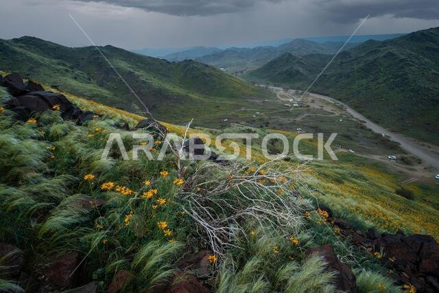 Yellow flowers and the green nature during winter in the desert of Saudi Arabia