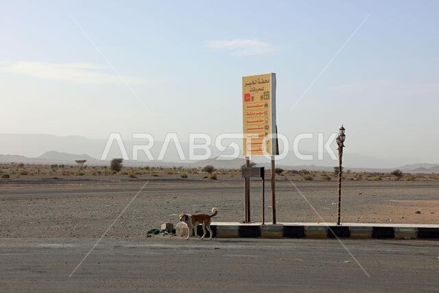 Feral dog in the Saudi Arabian desert