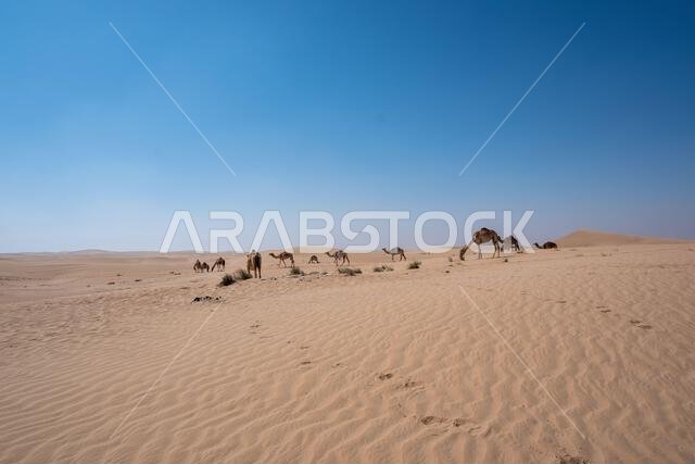 Al Qudra camels empty quarter seamless desert sahara in Dubai UAE middle east with wind paths and sand dunes hills under gray cloudy sky