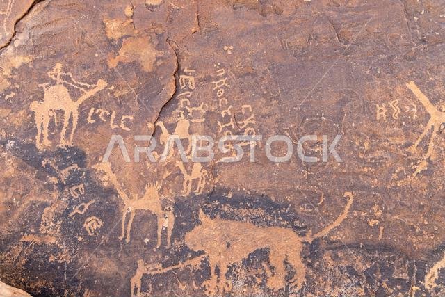 Middle East, Saudi Arabia, Hail Province, Jubbah. Ancient petroglyph of camels and other animals at the Jubbah rock art site at Ob Sinman Mountain.