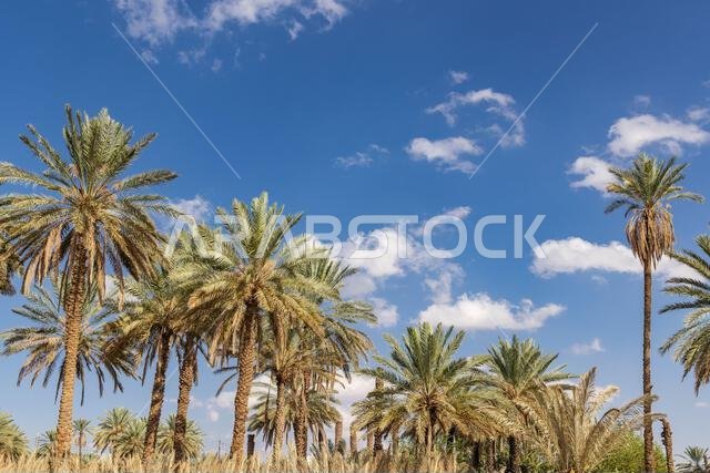 Middle East, Saudi Arabia, Tabuk Province, Tayma. Date palms against a blue sky at a desert oasis.
