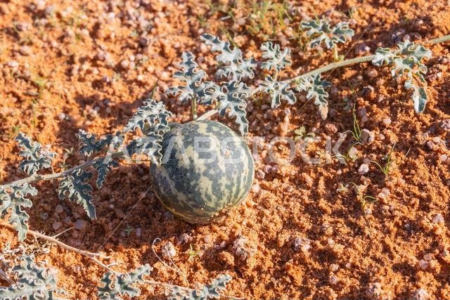 Middle East, Saudi Arabia, Tabuk Province, Tayma. A melon in a desert garden. Middle East, Saudi Arabia, Tabuk Province, Tayma. A melon in a desert garden.