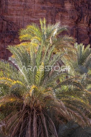Middle East, Saudi Arabia,Tabuk, Wadi Al-Disha, Prince Mohammed bin Salman Natural Reserve. Wadi Al-Disha, known as the Grand Canyon of Saudi Arabia a
