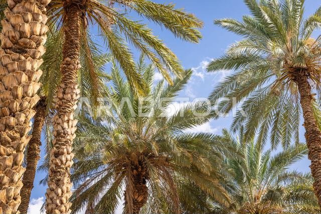 الشرق الأوسط، المملكة العربية السعودية، منطقة تبوك، تيماء. أشجار النخيل تتألق في سماء زرقاء في واحة صحراوية.