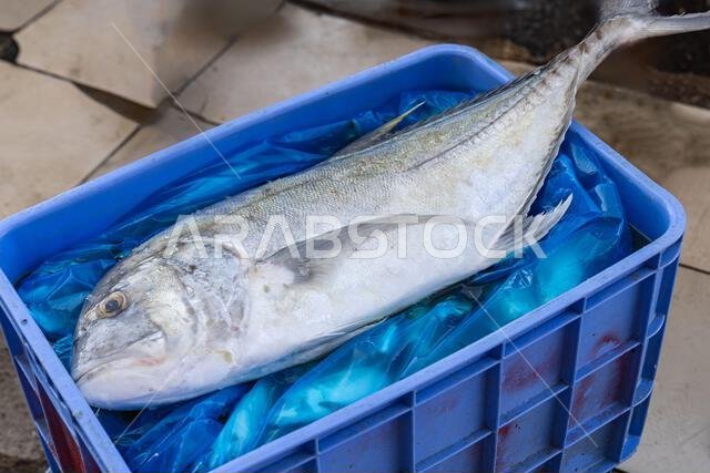 Middle East, Saudi Arabia, Tabuk, Duba. A large fresh fish at a market in the port city of Duba.