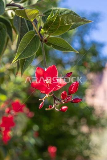 Middle East, Saudi Arabia, Tabuk, Al-Disah. Red flowering tree on a farm in Al-Disah.