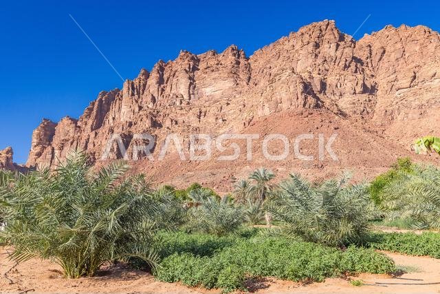 Middle East, Saudi Arabia, Tabuk, Al-Disah. A desert farm in Al-Disah.