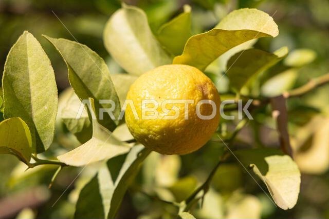 Middle East, Saudi Arabia, Tabuk, Al-Disah. Lemon tree on a desert farm in Al-Disah.