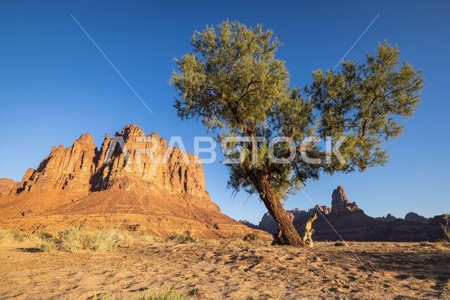 Middle East, Saudi Arabia, Tabuk, Al-Disah. Desert landscape in the Prince Mohammed bin Salman Natural Reserve.