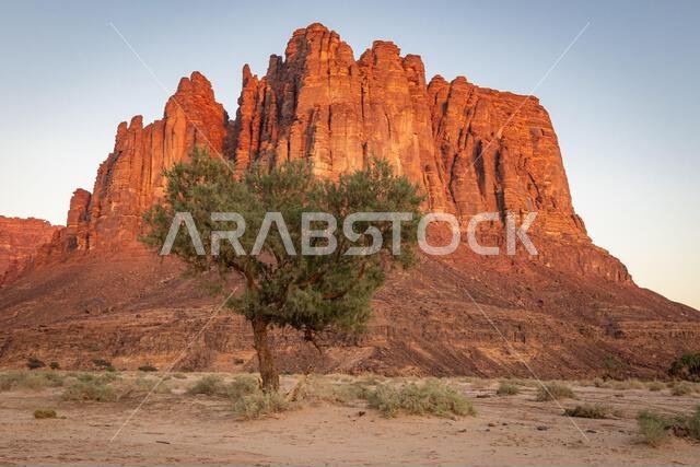 Middle East, Saudi Arabia, Tabuk, Al-Disah. Desert landscape in the Prince Mohammed bin Salman Natural Reserve. Middle East, Saudi Arabia, Tabuk, Al-Disah. Desert landscape in the Prince Mohammed bin Salman Natural Reserve.