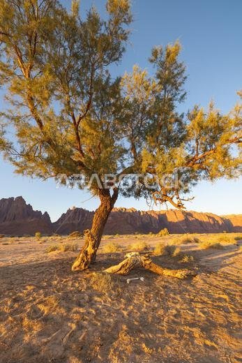 Middle East, Saudi Arabia, Tabuk, Al-Disah. Desert landscape in the Prince Mohammed bin Salman Natural Reserve.