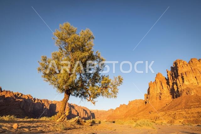 Middle East, Saudi Arabia, Tabuk, Al-Disah. Desert landscape in the Prince Mohammed bin Salman Natural Reserve.