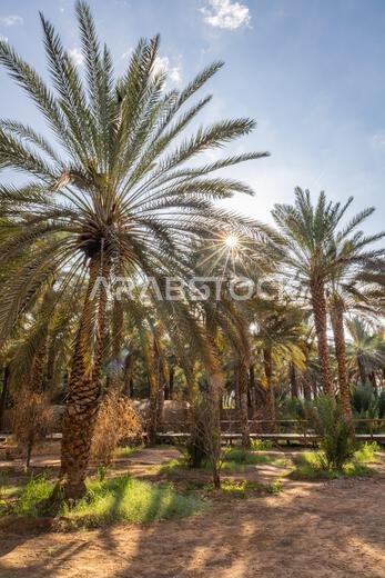 Middle East, Saudi Arabia, Medina, Al-Ula. Palm trees at the Daimumah Oasis