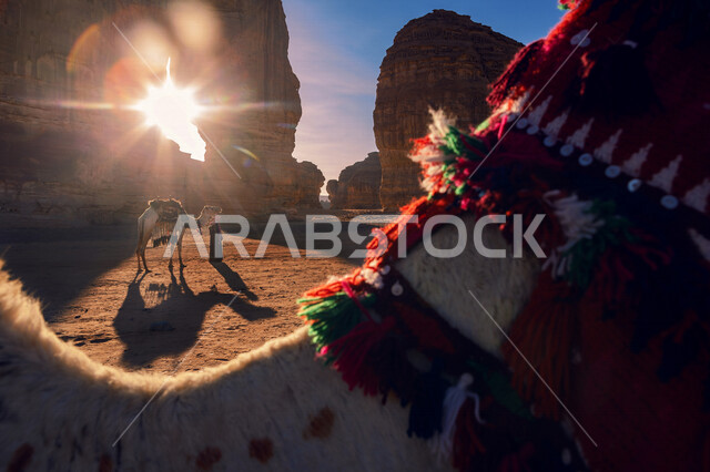 صورة إبداعية لصخرة الفيل في العلا بالمملكة العربية السعودية، جمال التكوينات الصخرية الطبيعية، صخرة الفيل في العلا، بلدة العلا القديمة، المعالم التاريخية الأثرية السياحية في السعودية، السياحة في السعودية , حياة البدو في صحراء السعودية .