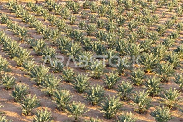 Middle East, Saudi Arabia, Medina, Al-Ula. Date palm farm in the Saudi Arabian desert, seen from a hot air balloon. Middle East, Saudi Arabia, Medina, Al-Ula. Date palm farm in the Saudi Arabian desert, seen from a hot air balloon.