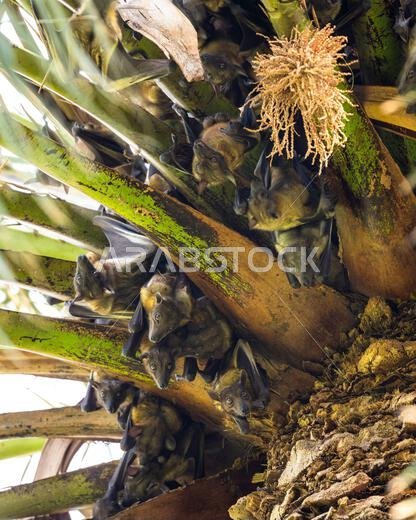 Straw-coloured Fruit Bat, Eidolon helvum. A huge colony of bats on a palm tree. Straw-coloured Fruit Bat, Eidolon helvum. A huge colony of bats on a palm tree.