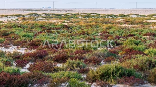 Desert landscape with colorful desert shrubs and small desert plants during the rainy season in qatar