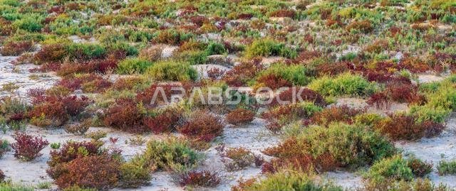 Desert landscape with colorful desert shrubs and small desert plants during the rainy season in qatar