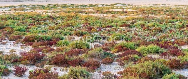 Desert landscape with colorful desert shrubs and small desert plants during the rainy season in qatar
