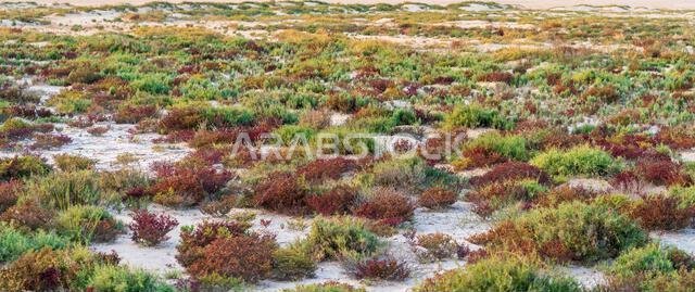 Desert landscape with colorful desert shrubs and small desert plants during the rainy season in qatar Desert landscape with colorful desert shrubs and small desert plants during the rainy season in qatar