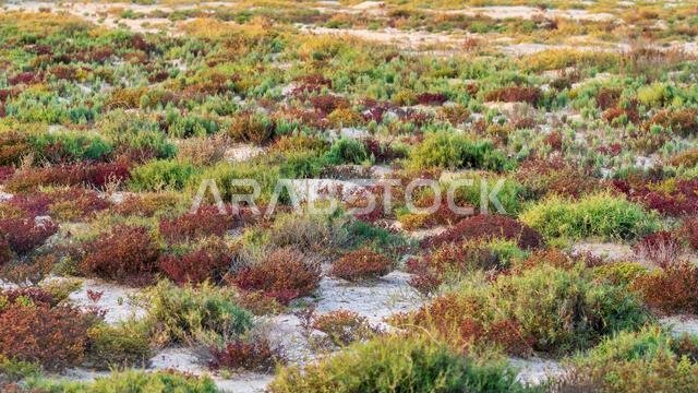 Desert landscape with colorful desert shrubs and small desert plants during the rainy season in qatar