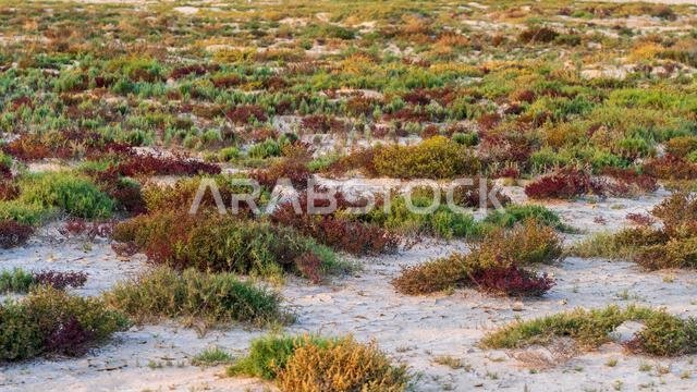 منظر طبيعي صحراوي يضم شجيرات صحراوية ملونة ونباتات صحراوية صغيرة خلال موسم الأمطار في قطر