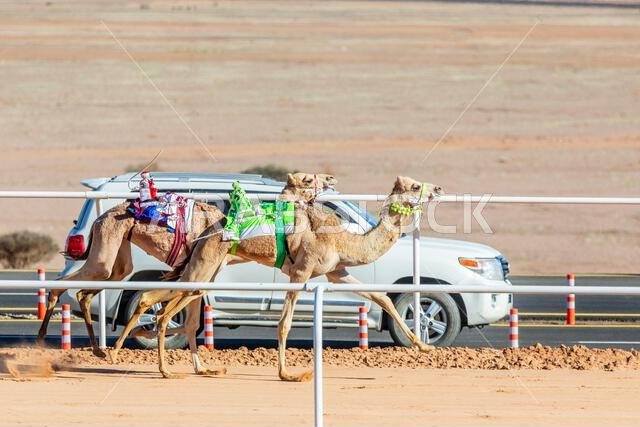 جمال تتنافس على كأس الملك، مع سيارة دعم في الخلفية، العلا، المملكة العربية السعودية