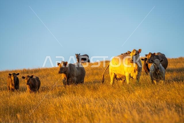 beautiful cows on a farm, beef cattle production in a hot summer, Stud Angus cows in a field free range beef cattle on a farm