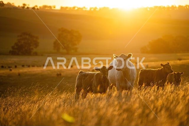 beautiful cows on a farm, beef cattle production in a hot summer, Stud Angus cows in a field free range beef cattle on a farm