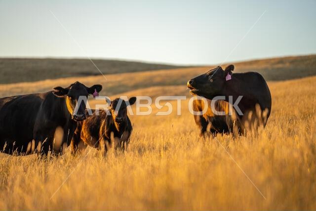 beautiful cows on a farm, beef cattle production in a hot summer, Stud Angus cows in a field free range beef cattle on a farm