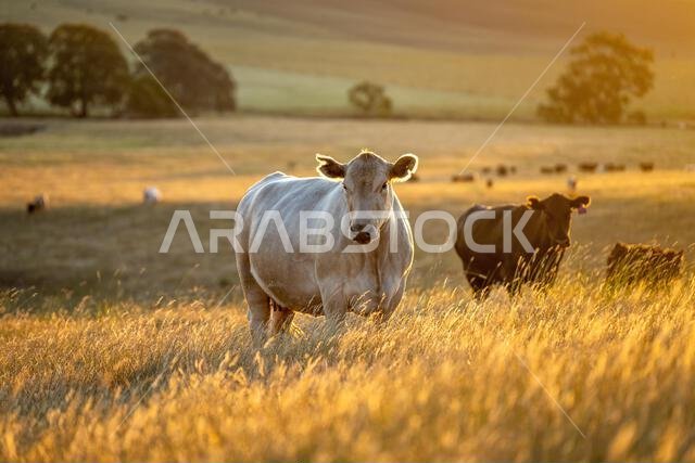 beautiful cows on a farm, beef cattle production in a hot summer, Stud Angus cows in a field free range beef cattle on a farm