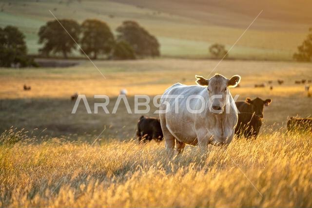 beautiful cows on a farm, beef cattle production in a hot summer, Stud Angus cows in a field free range beef cattle on a farm