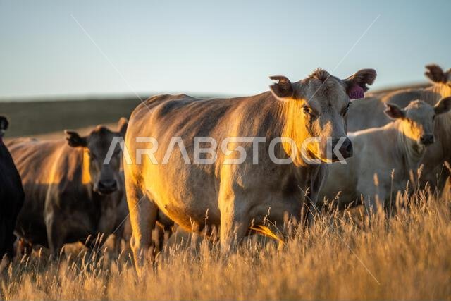 beautiful cows on a farm, beef cattle production in a hot summer, Stud Angus cows in a field free range beef cattle on a farm