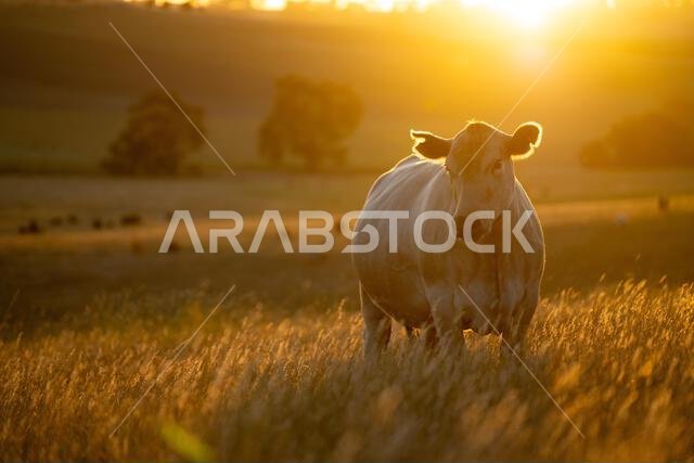 beautiful cows on a farm, beef cattle production in a hot summer, Stud Angus cows in a field free range beef cattle on a farm