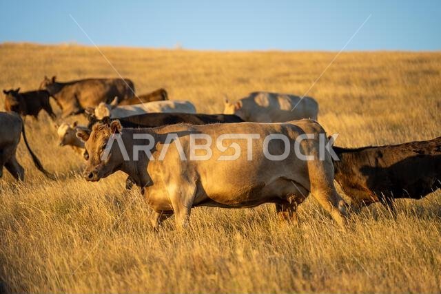beautiful cows on a farm, beef cattle production in a hot summer, Stud Angus cows in a field free range beef cattle on a farm