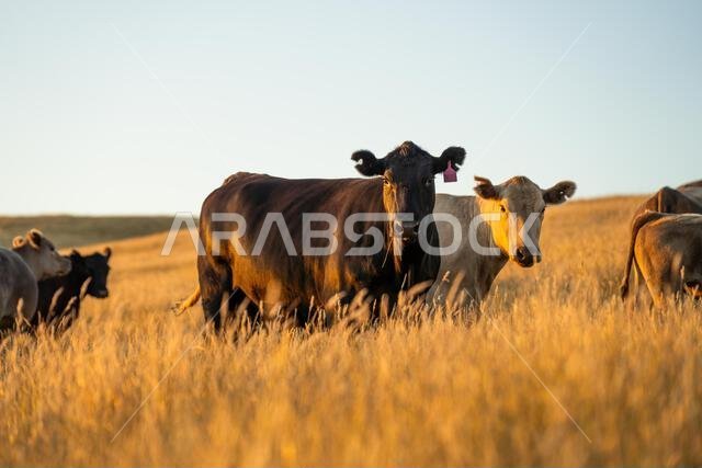 beautiful cows on a farm, beef cattle production in a hot summer, Stud Angus cows in a field free range beef cattle on a farm