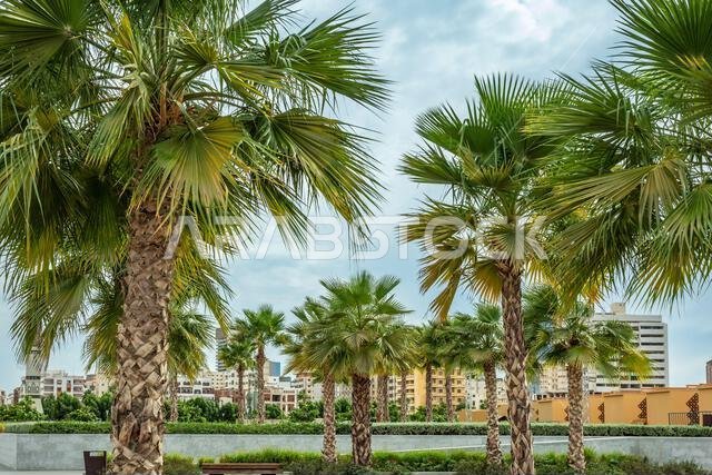 أشجار النخيل مع منطقة جدة البلد وسط المدينة، المملكة العربية السعودية أشجار النخيل مع منطقة جدة البلد وسط المدينة، المملكة العربية السعودية