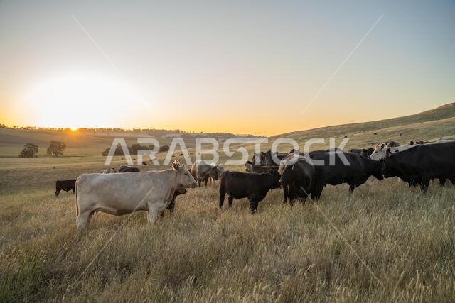 beautiful cows on a farm, beef cattle production in a hot summer, Stud Angus cows in a field free range beef cattle on a farm